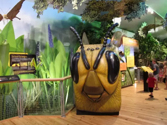 Aquarium tanks, bug to climb inside, boardwalk trail, but ant problem.