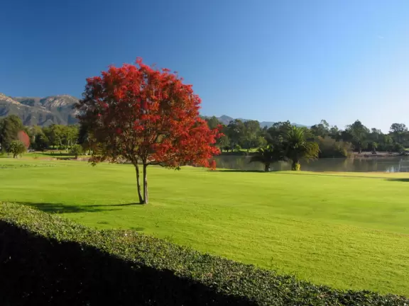 A drive along roads lined with hundreds of canary palms, through an old oak forest, past a clifftop lookout, amongst multimillion-dollar homes.