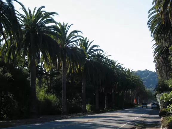 A drive along roads lined with hundreds of canary palms, through an old oak forest, past a clifftop lookout, amongst multimillion-dollar homes.