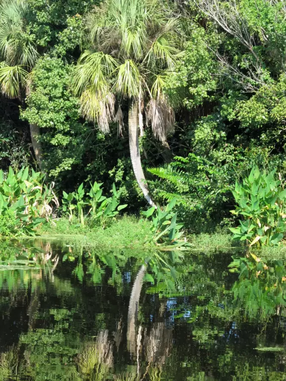 One-mile loop boardwalk past gorgeous birds, turtles, and sometimes alligators.