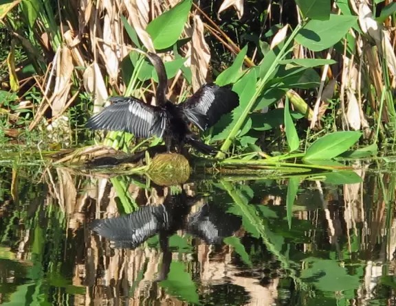 One-mile loop boardwalk past gorgeous birds, turtles, and sometimes alligators.