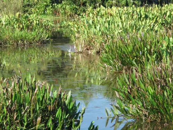 One-mile loop boardwalk past gorgeous birds, turtles, and sometimes alligators.