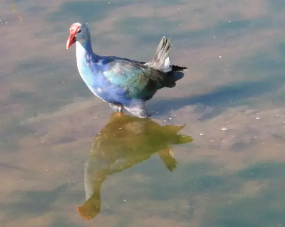 One-mile loop boardwalk past gorgeous birds, turtles, and sometimes alligators.