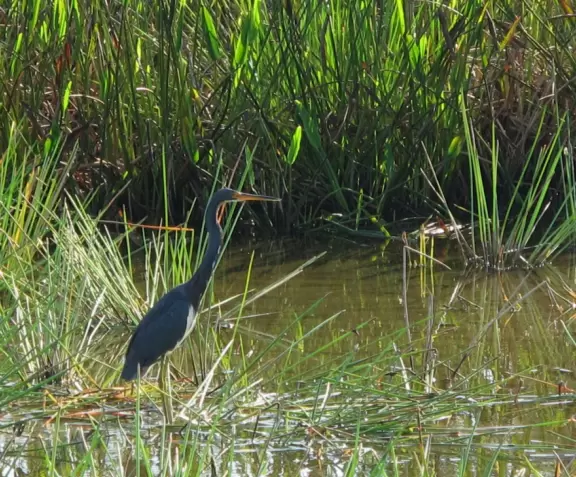One-mile loop boardwalk past gorgeous birds, turtles, and sometimes alligators.