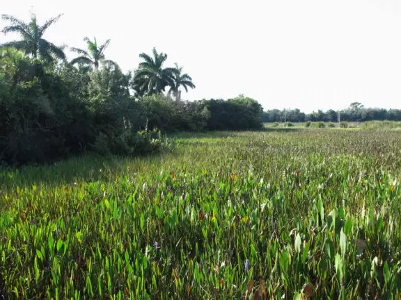 One-mile loop boardwalk past gorgeous birds, turtles, and sometimes alligators.