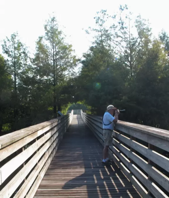 One-mile loop boardwalk past gorgeous birds, turtles, and sometimes alligators.