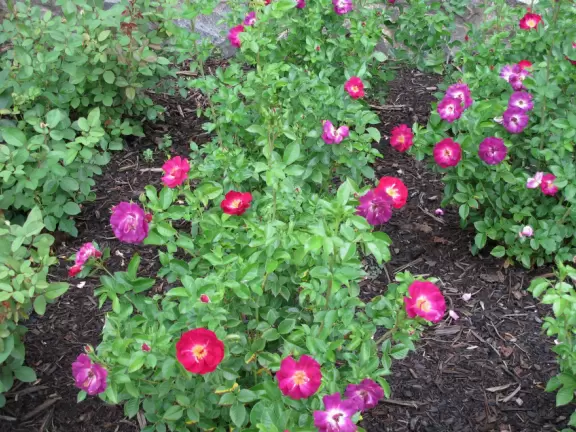 Grand estate with beautiful furnishings, countryside views, indoor pool, and gardens.