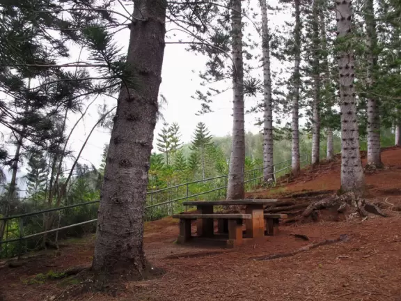 Forest of Cook pines, with picnic tables and hiking trail.