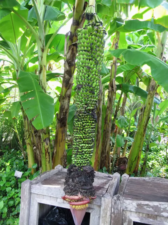 Stunning tropical-themed gardens and cute children's area.