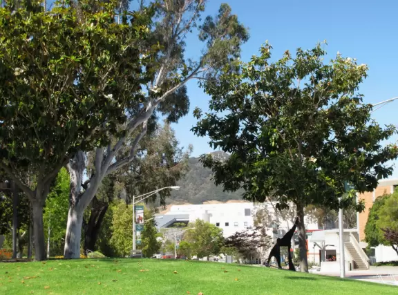 Hilly, sunny campus with tall, impressive trees and green lawns. A hands-on learning university.