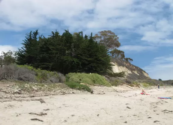 A rugged beach covered in driftwood and framed by dramatic white cliffs.