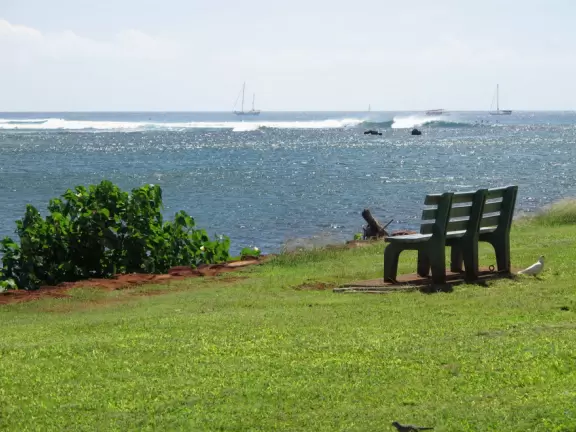 Grassy spot with coconut trees, manmade cove, and great views of Diamond Head.
