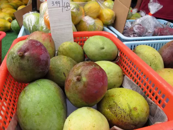 A heaven of tropical fruits, plants, flowers, coconut drinks, and hot foods. Plus the college's world-class cactus garden!