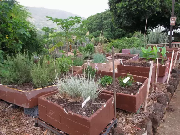A heaven of tropical fruits, plants, flowers, coconut drinks, and hot foods. Plus the college's world-class cactus garden!