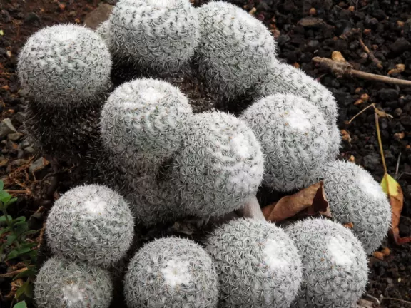 A heaven of tropical fruits, plants, flowers, coconut drinks, and hot foods. Plus the college's world-class cactus garden!