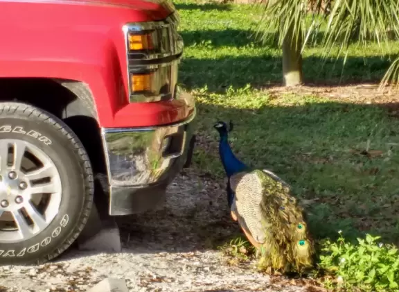 Tropical paradise with amazing trees, soft green grass, and woven huts shading picnic tables with BBQs that line the river, plus bike and kayak rentals. Beware alligators.