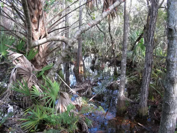 Short walk on a boardwalk among fairly plain nature.