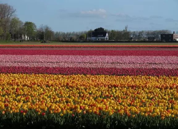 Incredible gardens, open in spring, with tulips galore, at their peak usually around the first week of May.