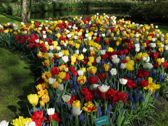 Incredible gardens, open in spring, with tulips galore, at their peak usually around the first week of May.
