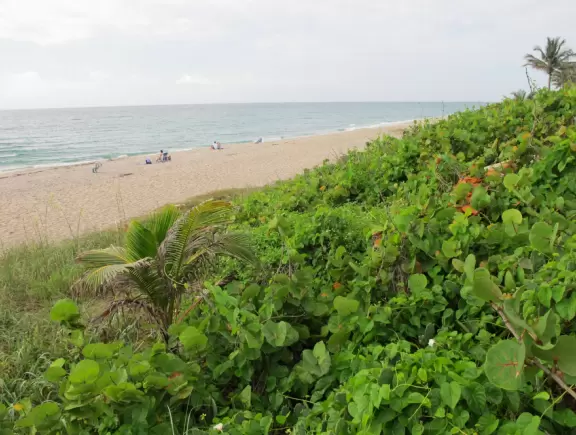 A lovely beach with a jungly backdrop and clear water.