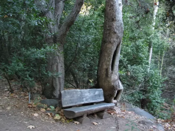 Great for a hike amongst redwoods, gnarled oaks, and deciduous trees.