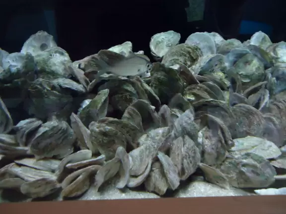 Beautiful nature center on an island in the intracoastal.