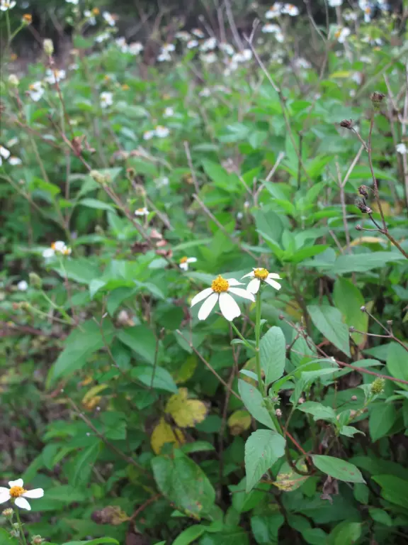 Tropical paradise with amazing trees, soft green grass, and woven huts shading picnic tables with BBQs that line the river, plus bike and kayak rentals. Beware alligators.