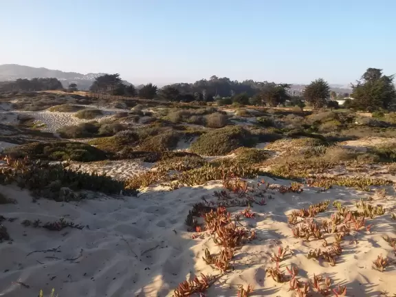 A glorious beach in Grover Beach town, with sand dunes and a wooden boardwalk, plus an octagon-shaped wooden pier in the sand.