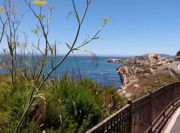 One-mile stunning walk with sweeping views of the coastline, sea stacks of all shapes, pelicans, coves, glistening water, flowers hanging off cliff faces.