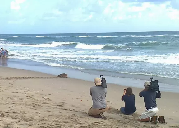 Wide-open beach with pale grey sand, shells on the shore, and aquamarine water, across from a playground, turtle center, and hike.