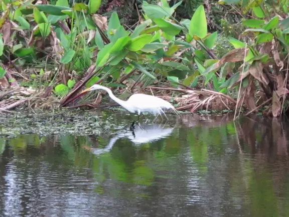 Wildlife galore beside a boardwalk with gazebos.