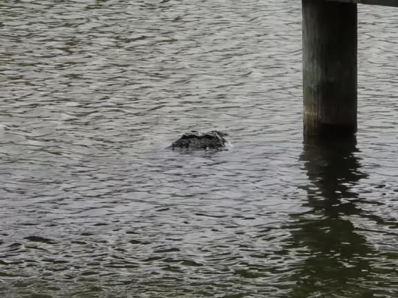 Wildlife galore beside a boardwalk with gazebos.