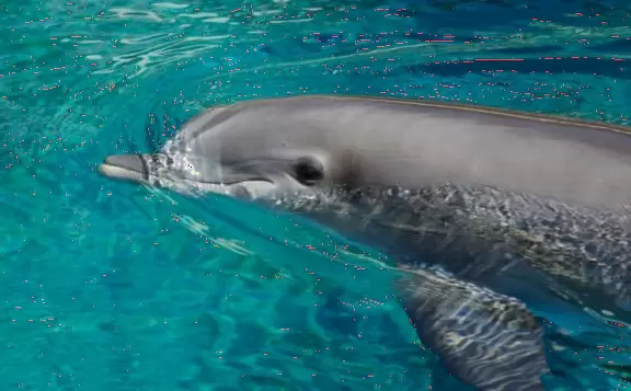 An oasis of lush landscaping, waterfalls galore, a volcano that erupts, and a classy casino with tropical fish tank.