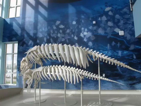 Two-level modern winter manatee viewing center with walkway by the water.