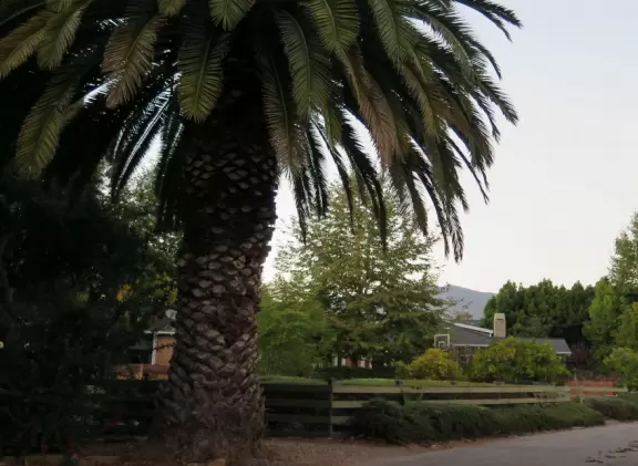 Bike alongside a bubbling creek, surrounded by tall trees, without the noise or fumes of cars, all the way from Hope Ranch, past Goleta Beach and UCSB, to Isla Vista!