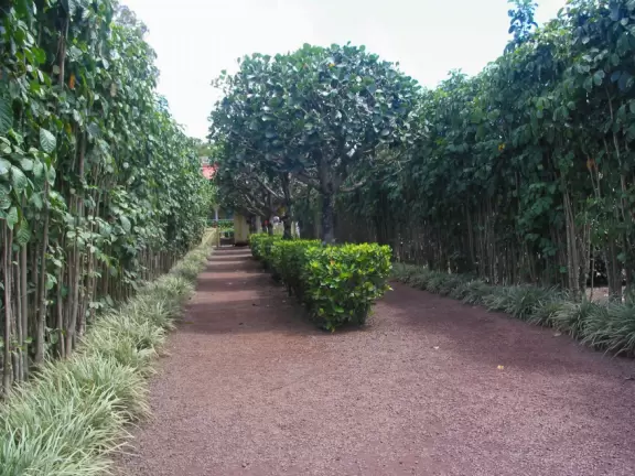 Delicious pineapple whip cones, train ride, garden tour, and world's largest maze!