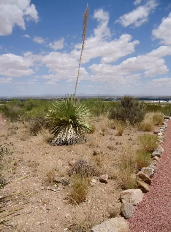 Interesting basic-looking museum with contraptions showing what people do to get across the border.