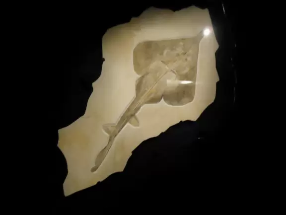 Fantastic museum with huge fossils, amazing dinosaurs, and lovely gems.