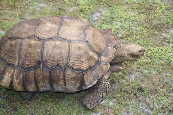 Tropical botanical garden with huge magnificent trees and animal sanctuary.