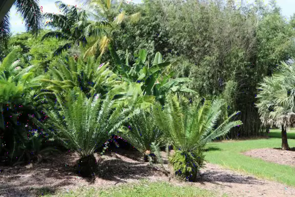 Tropical botanical garden with huge magnificent trees and animal sanctuary.