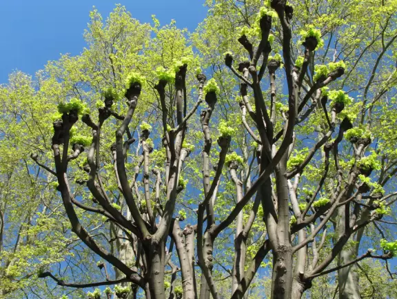 Super fun playground with adorable trees. Every imaginable play structure.