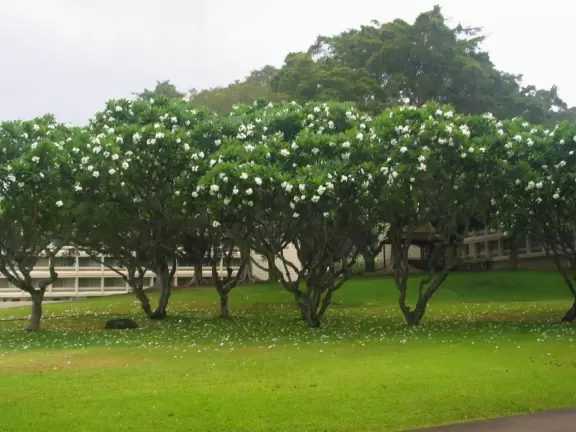 Stroll around the University of Hawaii campus and find some treasures!