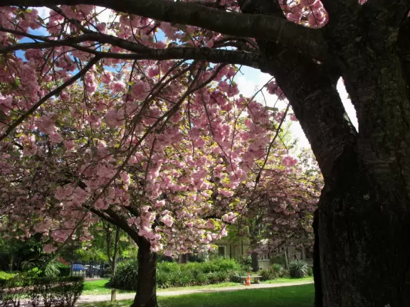 Gorgeous complex with 40 student residences themed after different countries, cafeterias, classrooms, and beautiful quads with flowers and trees.