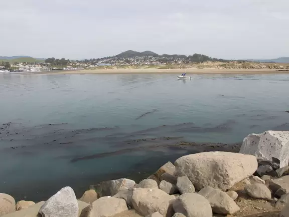 A walkway from Coleman Park to the base of Morro Rock, with views of sea otters on the left!