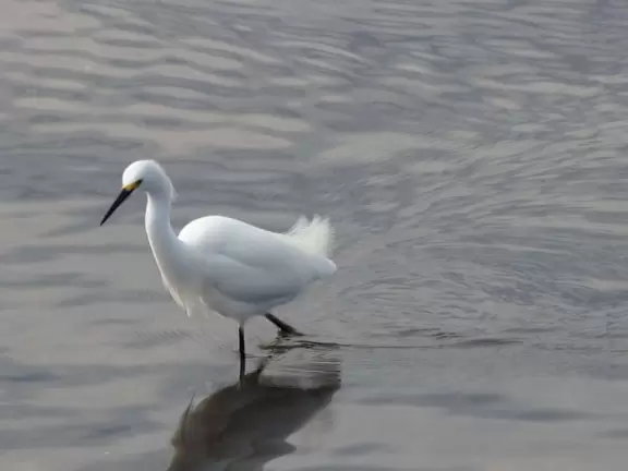 Lovely forest-themed playground, along the bike path, with water and pier across the street.