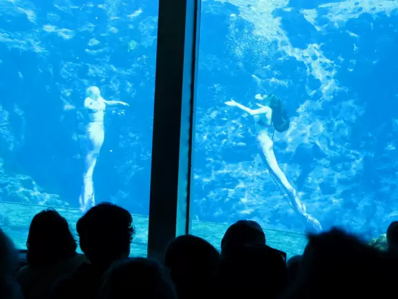 Unique underwater mermaid show in a natural spring. A wonderful experience!