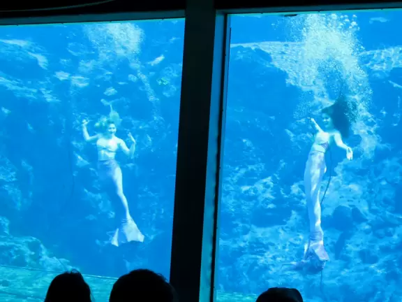 Unique underwater mermaid show in a natural spring. A wonderful experience!