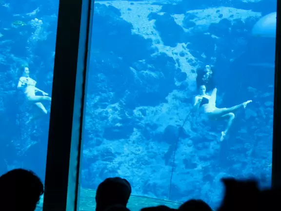Unique underwater mermaid show in a natural spring. A wonderful experience!