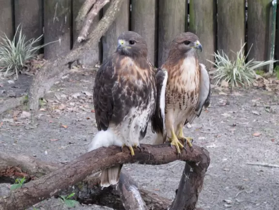 Rescued animals in a forest beside a beautiful spring.