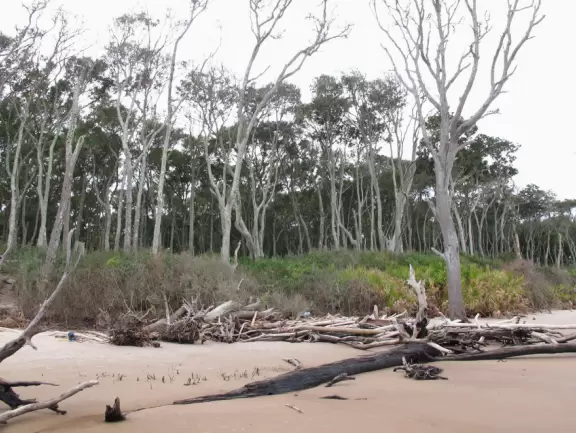 Driftwood beach that is prettier in magazines than in real life.